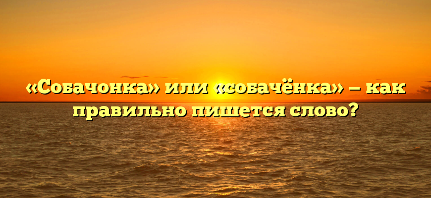 «Собачонка» или «собачёнка» — как правильно пишется слово?